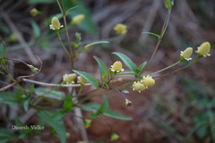 Spilanthes uliginosa